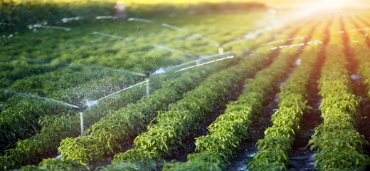 Global Lettuce Seeds Market 2018 99s