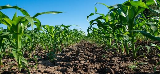 Global Agricultural Anti-Transpirant Market PR
